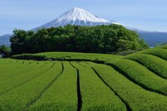 週末の富士山（新作1174）