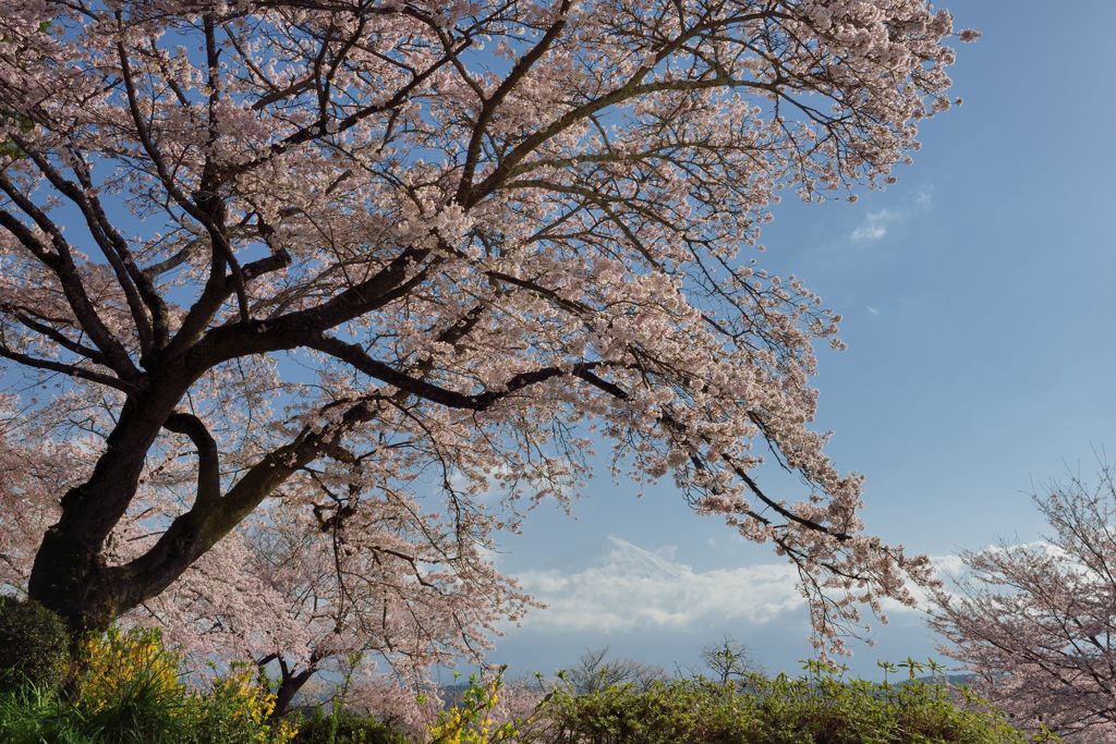 平日の富士山263
