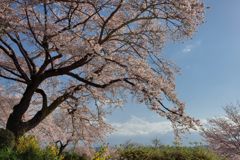 平日の富士山263