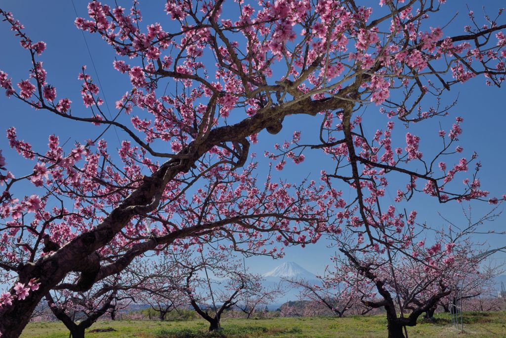 週末の富士山（新作1141）