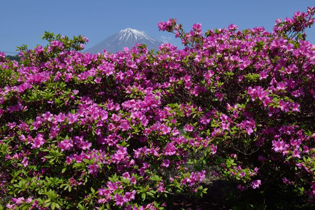 週末の富士山（新作874）