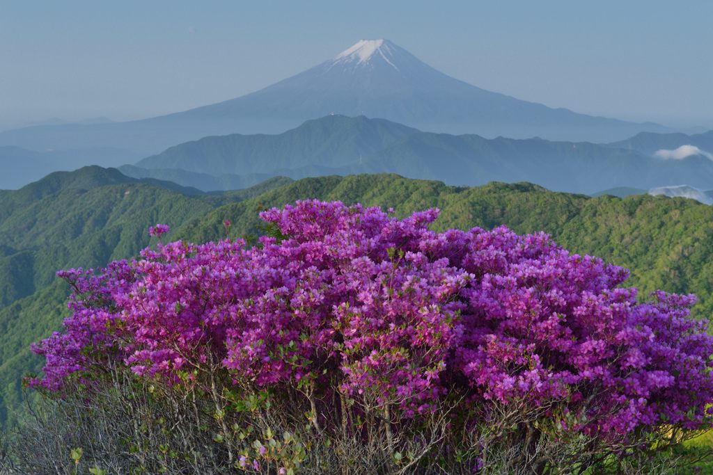 週末の富士山（新作900）