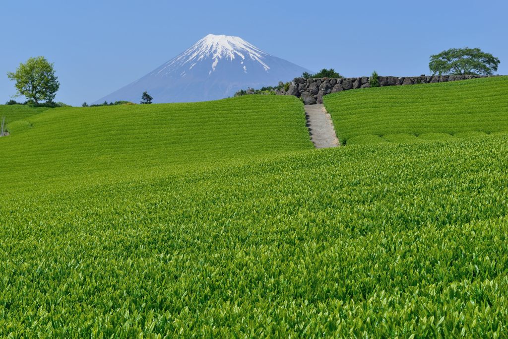 週末の富士山（新作852）