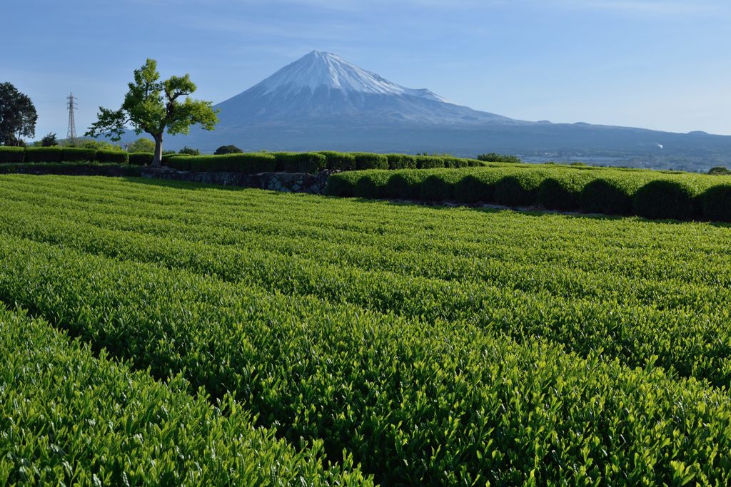 週末の富士山（新作1165）