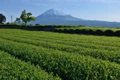 週末の富士山（新作1165）