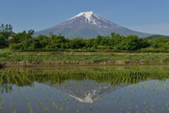 週末の富士山84