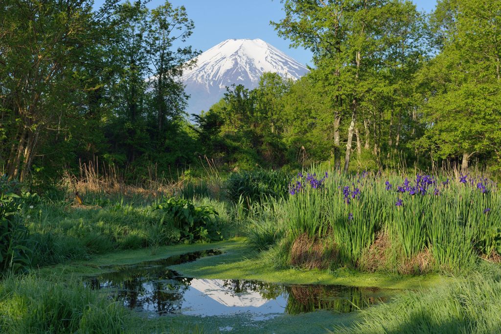 週末の富士山（新作657）
