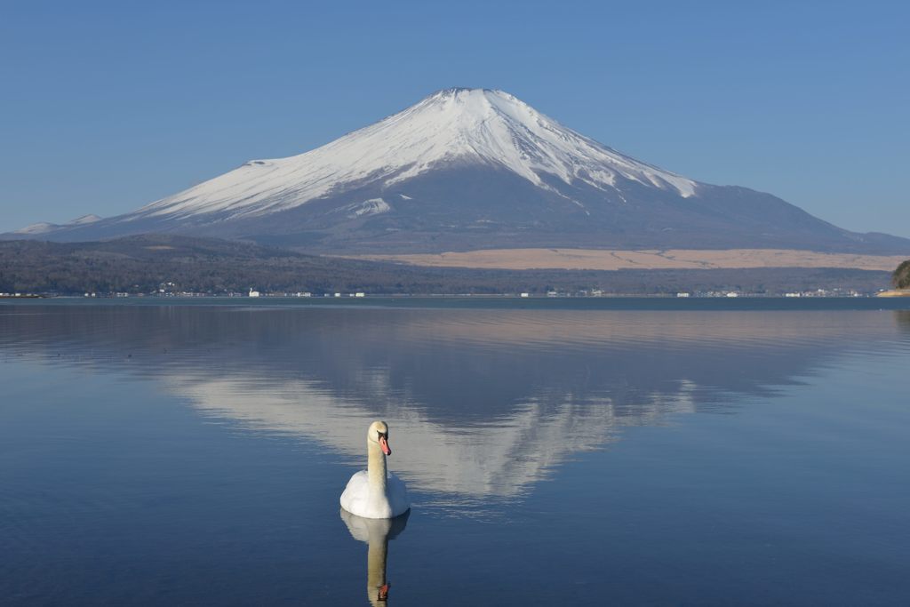 週末の富士山（新作788）
