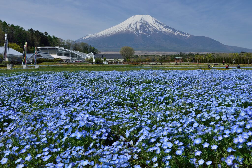週末の富士山33
