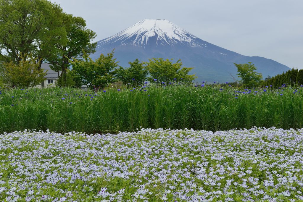 週末の富士山（新作896）