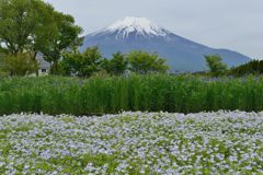週末の富士山（新作896）