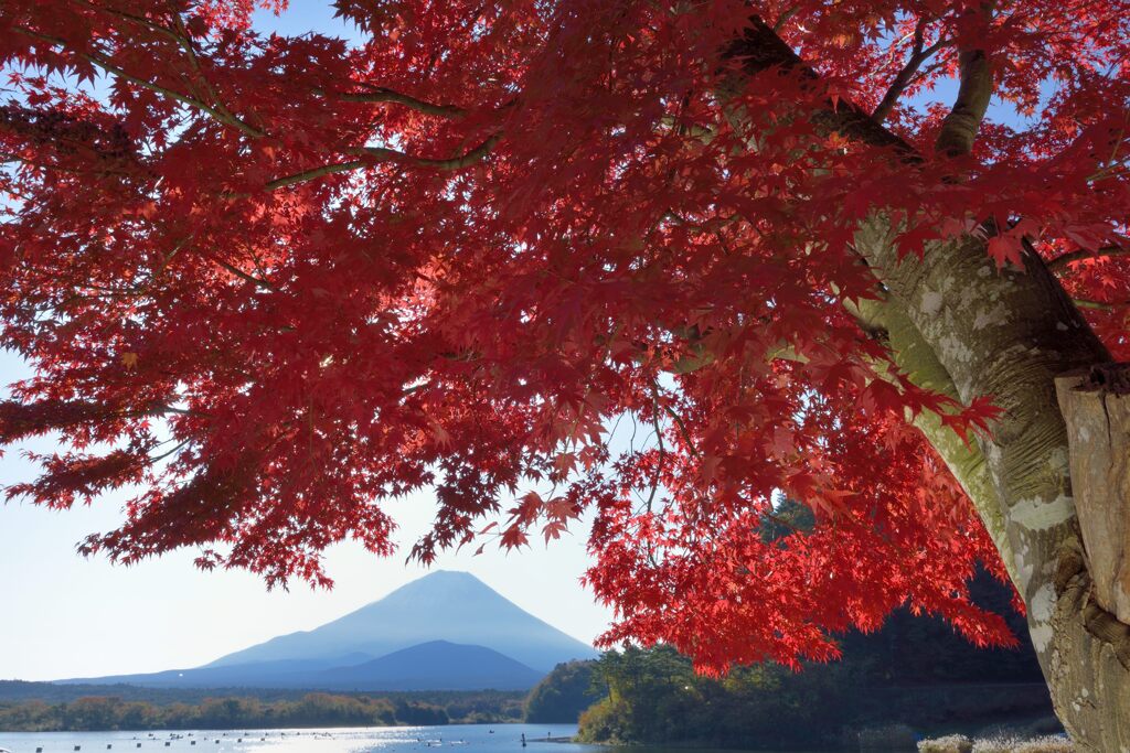 週末の富士山186