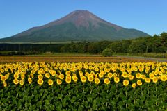 平日の富士山84
