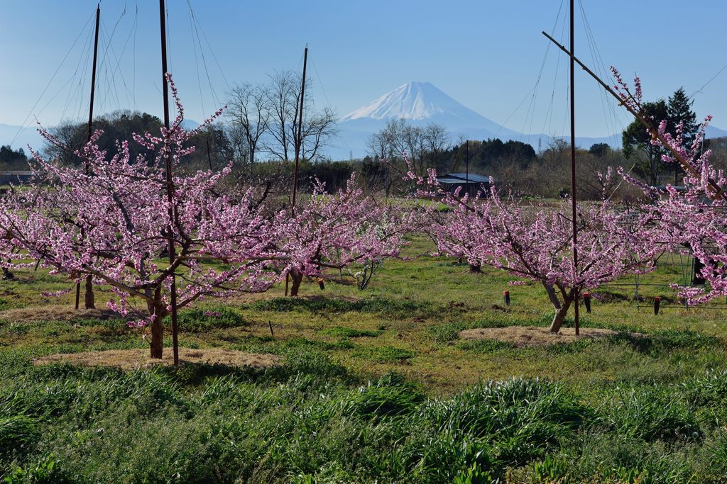 週末の富士山（新作1140）