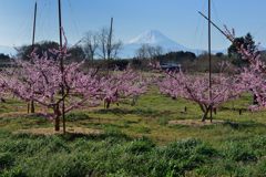 週末の富士山（新作1140）
