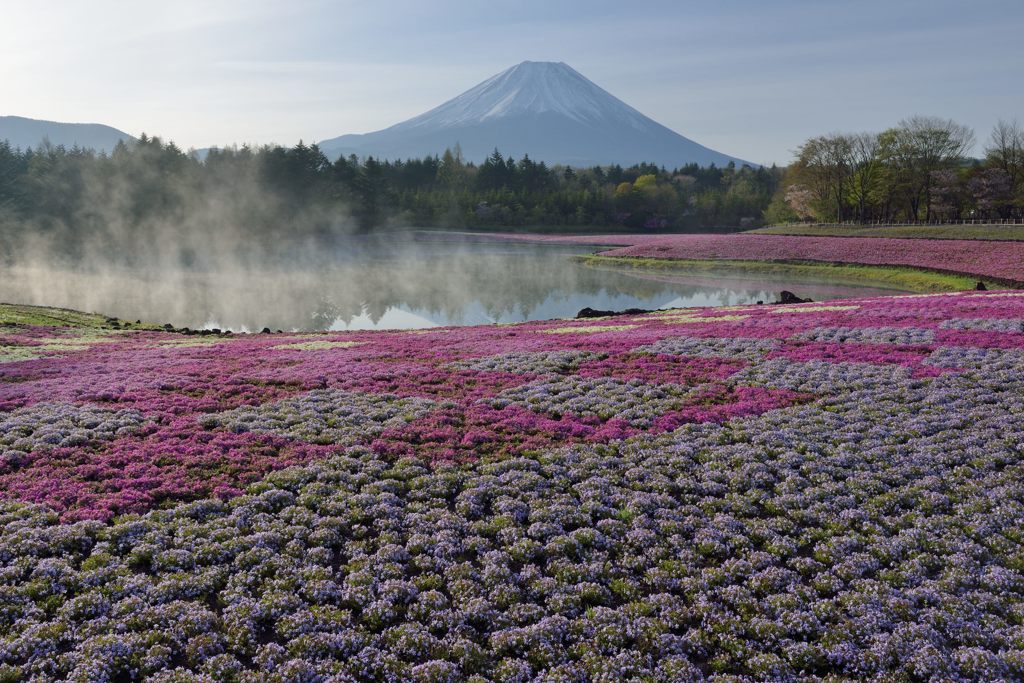 週末の富士山（新作1185）