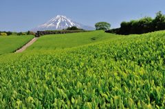 週末の富士山（新作210）