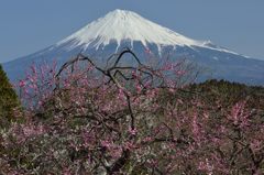 週末の富士山（新作171）