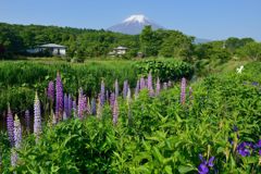 週末の富士山（新作902）