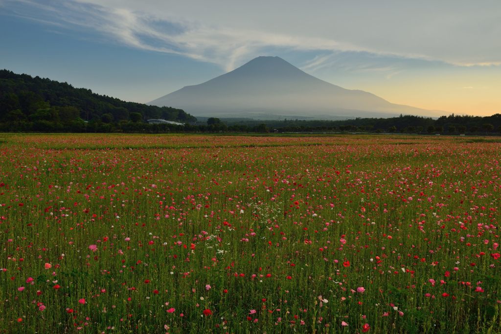 週末の富士山（新作938）