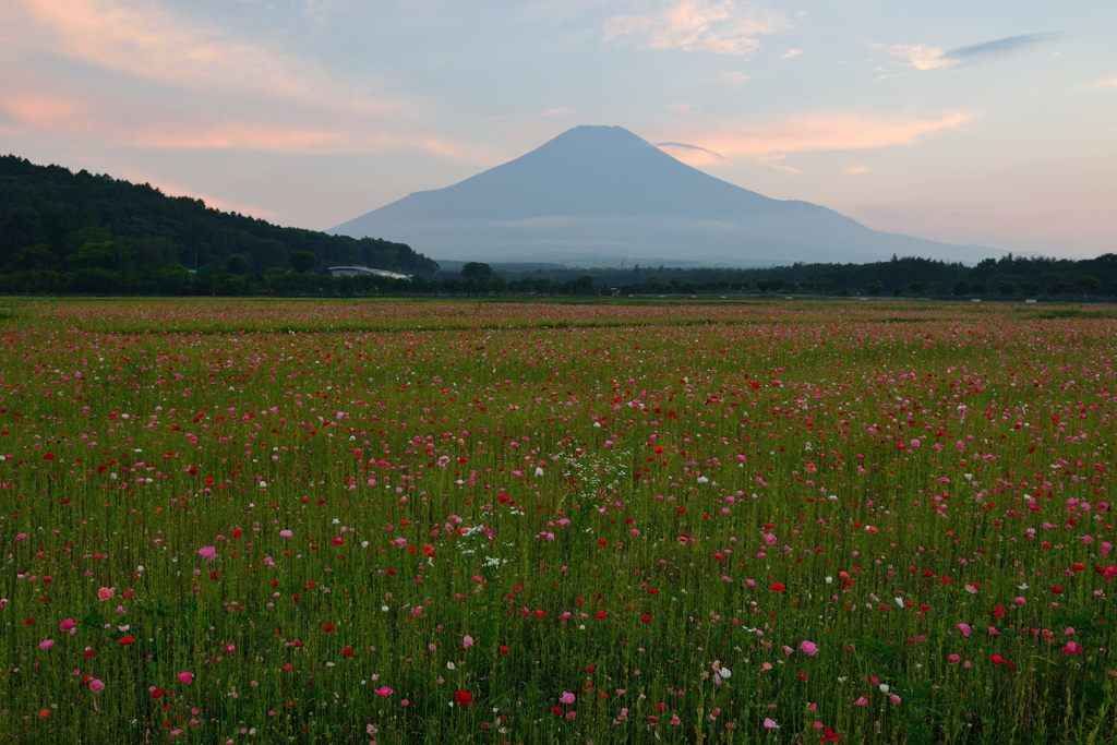 週末の富士山（新作940）