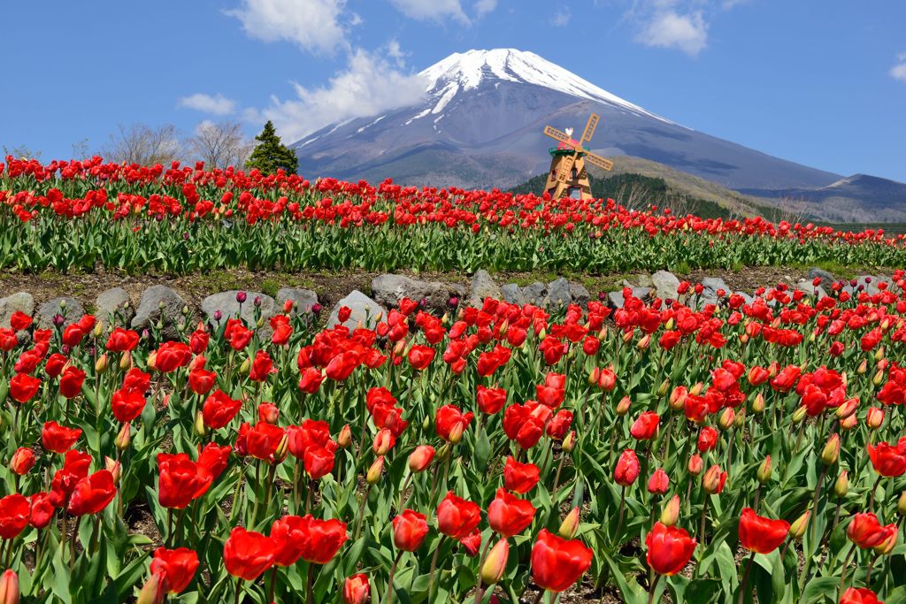 週末の富士山（新作837）