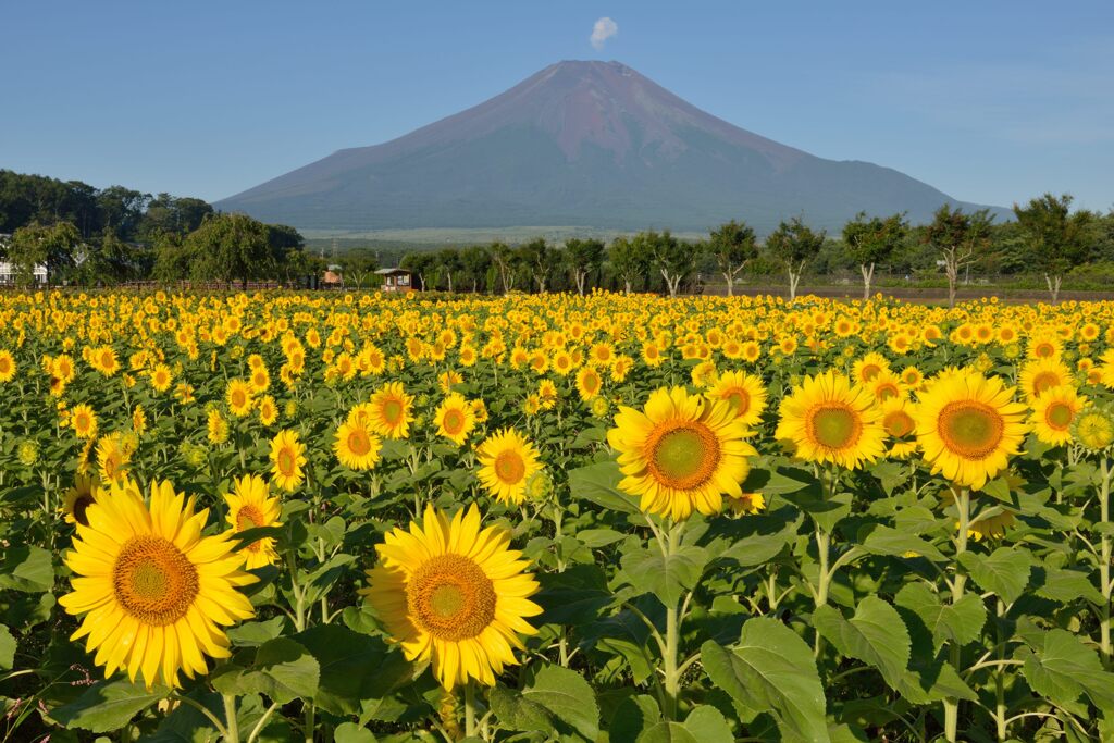 平日の富士山757