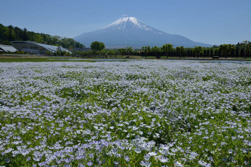 週末の富士山67