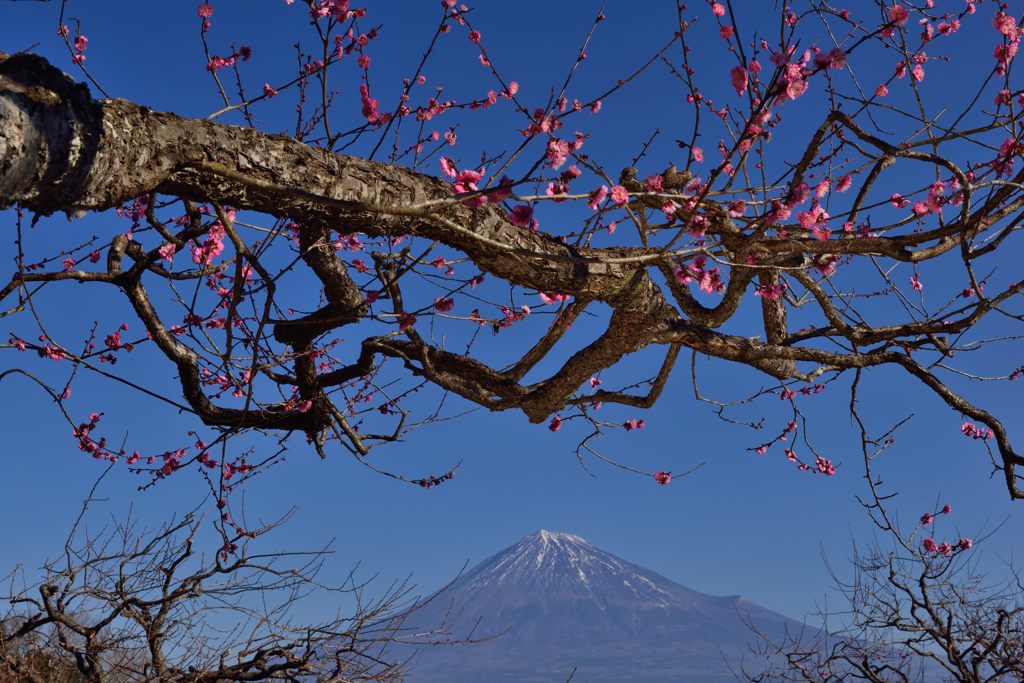 週末の富士山（新作385）