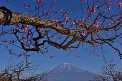 週末の富士山（新作385）