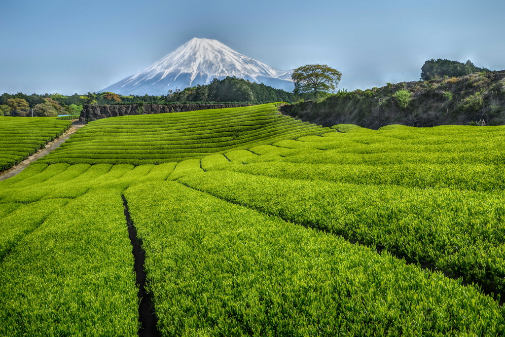 週末の富士山（新作640）