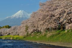 平日の富士山264
