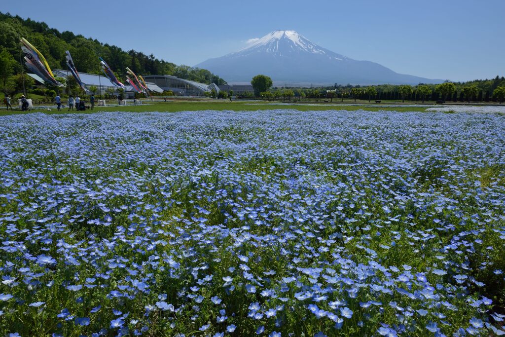 週末の富士山65
