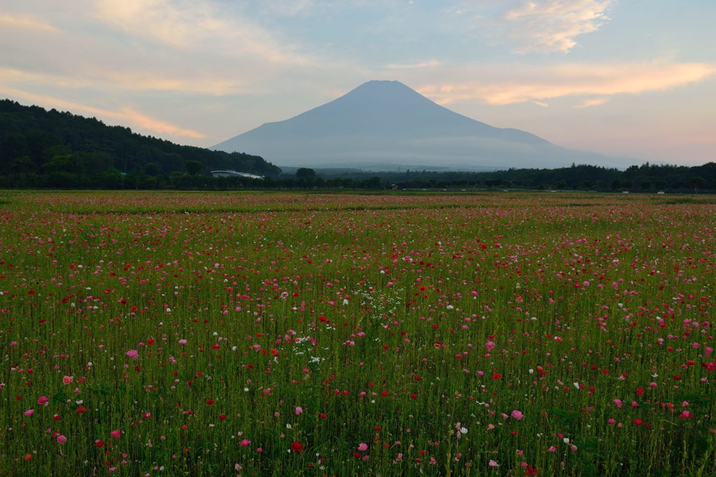週末の富士山（新作939）