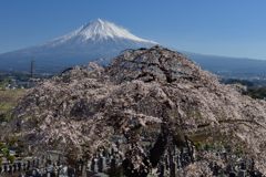 週末の富士山（新作1130）