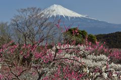 週末の富士山（新作169）