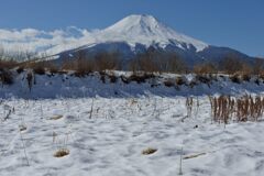 週末の富士山（新作1223）