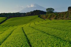 週末の富士山（新作841）