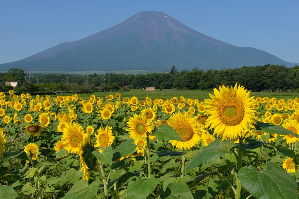 週末の富士山98