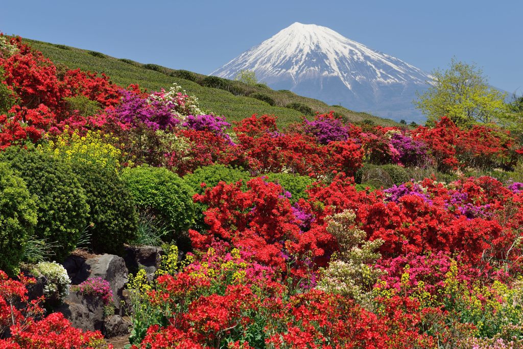 週末の富士山（新作624）