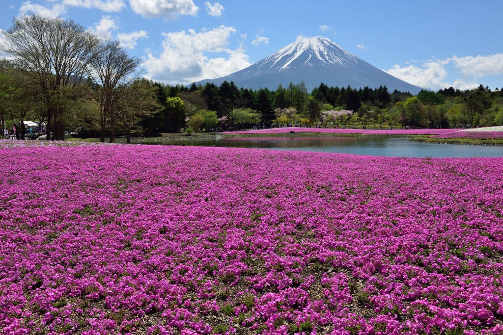 平日の富士山293