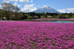 平日の富士山293