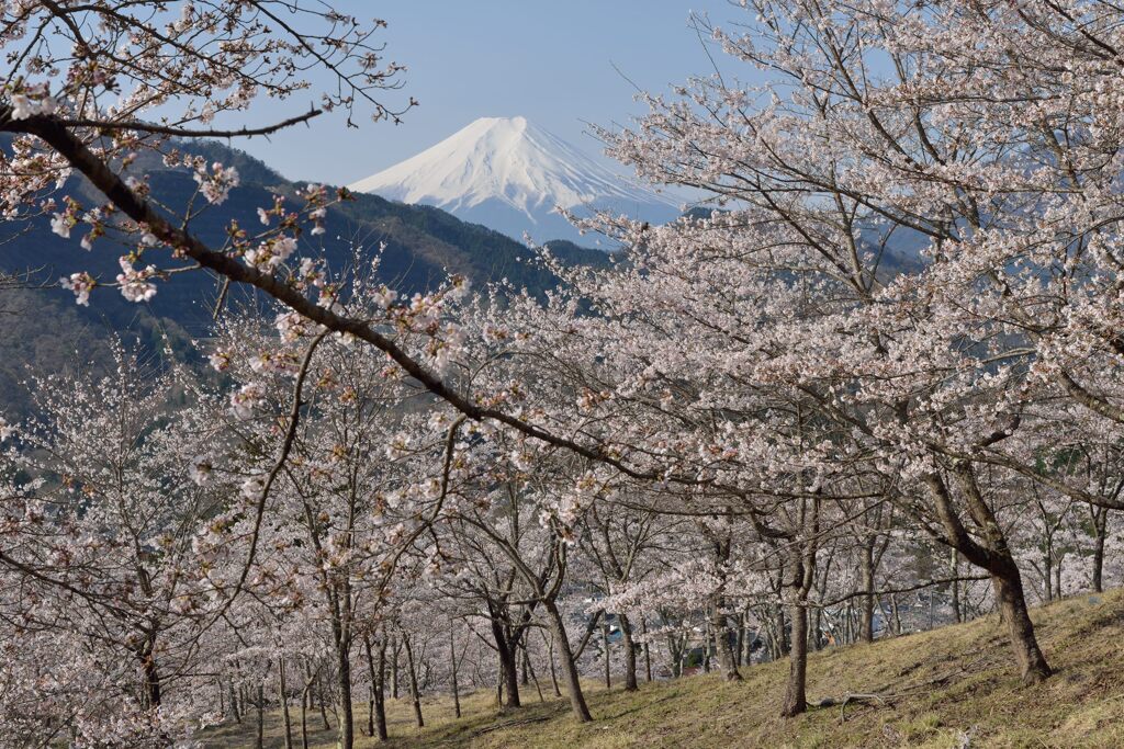 平日の富士山1093