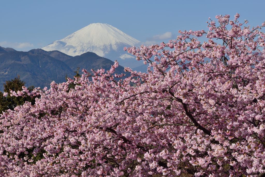 平日の富士山210
