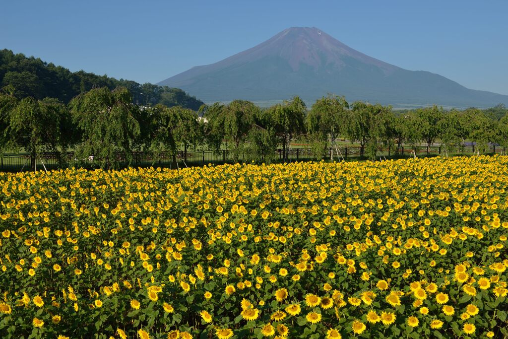 週末の富士山94