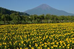 週末の富士山94