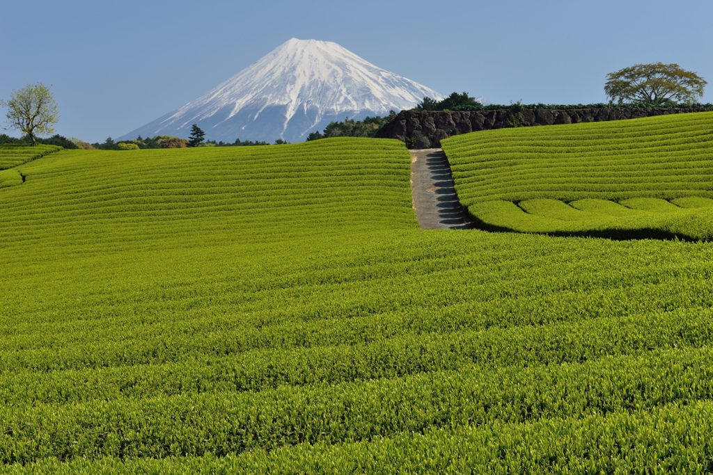 週末の富士山（新作614）