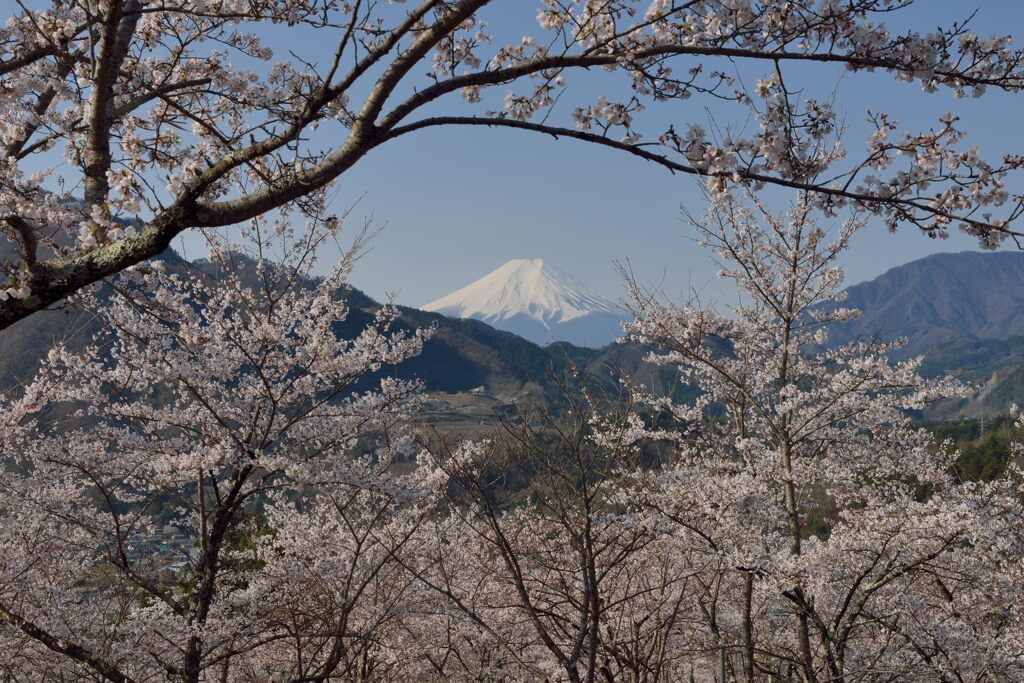 平日の富士山1094