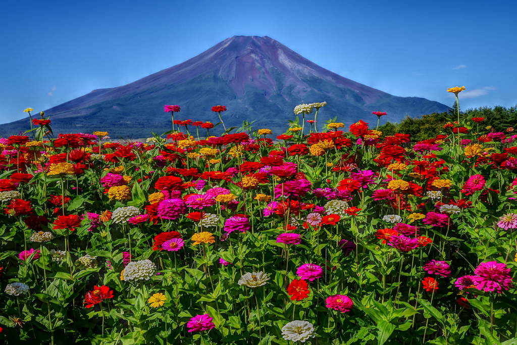 平日の富士山96