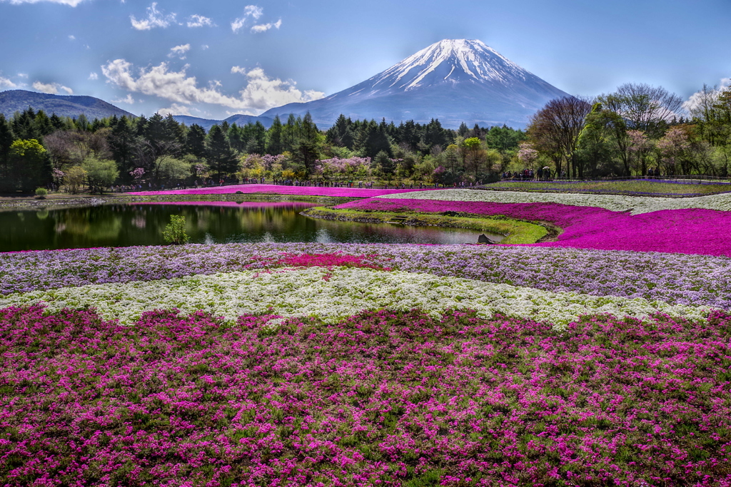 平日の富士山296